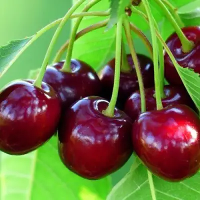 Вишня ВЯНОК в Бресте