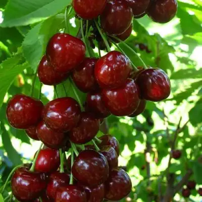 Вишня ВОСТОРГ колонновидная в Бресте