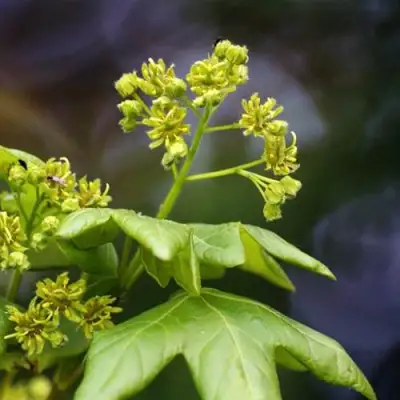 Клен полевой в Бресте