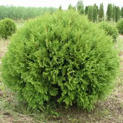 Туя ГЛОБОЗА западная в Бресте