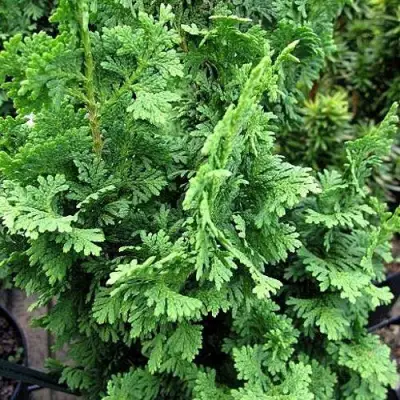 Туя ЗМАТЛИК западная в Бресте