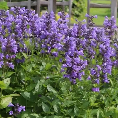 Котовник БЛЮ ДРИМС полусидячий в Бресте