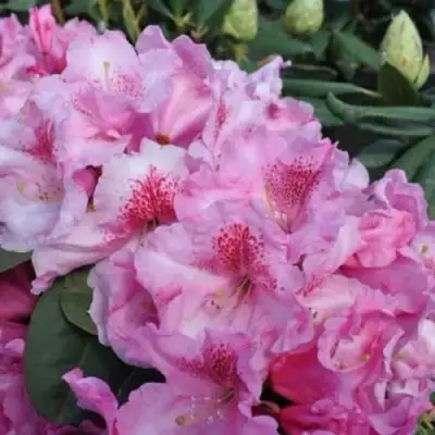 Рододендрон КЛАУДИУС в Бресте