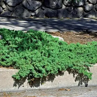 Можжевельник НАНА лежачий в Бресте