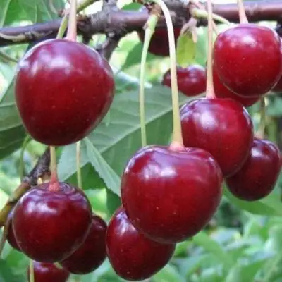 Вишня ТУРГЕНЕВКА в Бресте