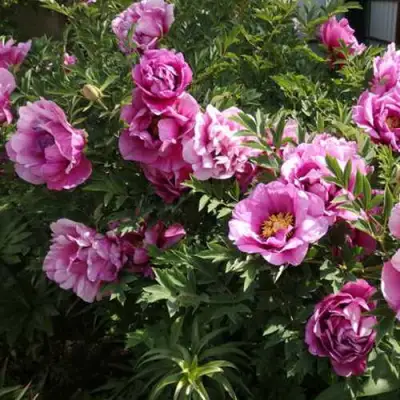 Пион ВРАТА ХРАМА древовидный  в Бресте