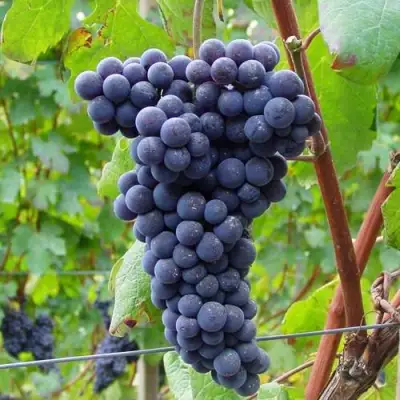 Виноград МУКУЗАНИ в Бресте