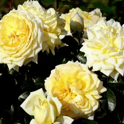 Роза НАДЯ МЕЙДИЛАНД почвопокровная в Бресте