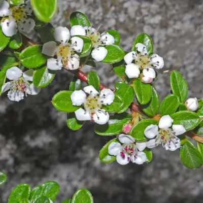 Кизильник ТАНГСТЕДТ горизонтальный  в Бресте