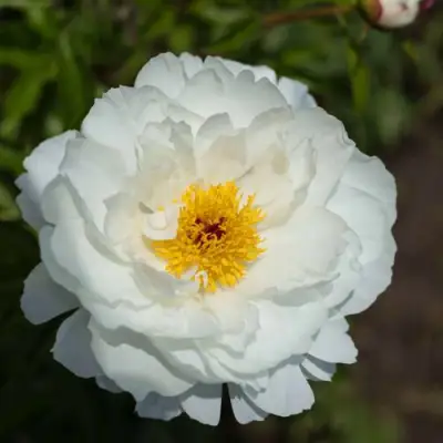 Пион МИСС АМЕРИКА травянистый в Бресте