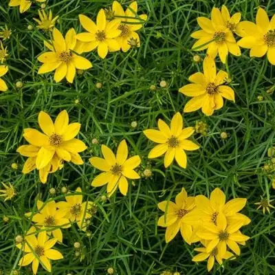 Кореопсис мутовчатый в Бресте