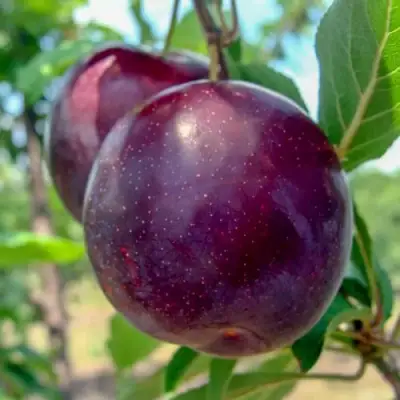 Слива АНЖЕЛИНО в Бресте