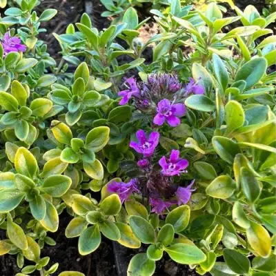 Тимьян АРЧЕРЗ ГОЛД в Бресте