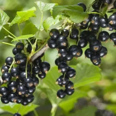 Смородина черная БЕН КОНАН в Бресте