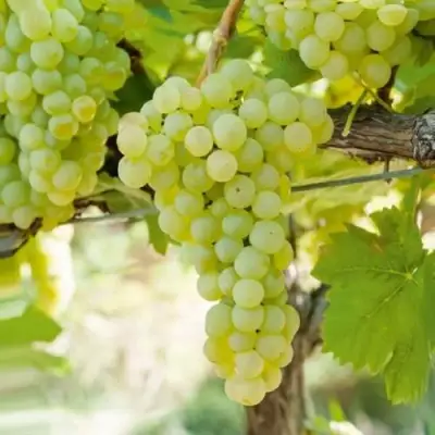 Виноград КИШМИШ МУСКАТНЫЙ в Бресте