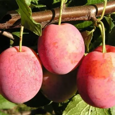 Слива ВИКТОРИЯ в Бресте