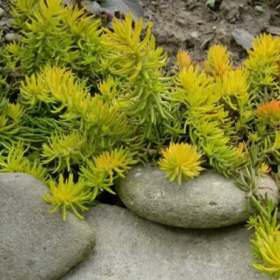 Очиток (седум) АНГЕЛИНА оттогнутый в Бресте