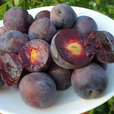 Сливово-вишневый гибрид МЕЙНОР в Бресте