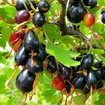 Смородина золотистая БОКАЛИНСКАЯ в Бресте