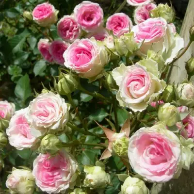 Роза МИМИ ЭДЕН спрей в Бресте