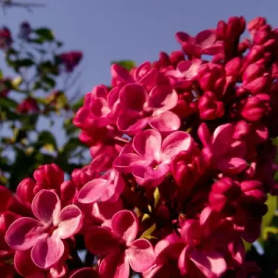 Сирень КРАСНАЯ МОСКВА в Бресте