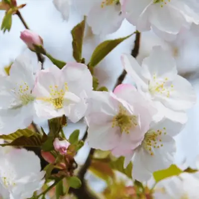 Вишня ОКАМЕ в Бресте
