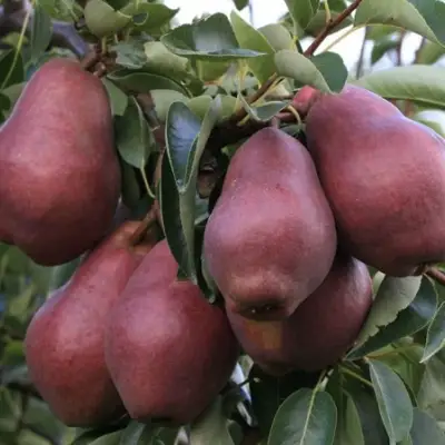 Груша РЕД ВИЛЬЯМС в Бресте