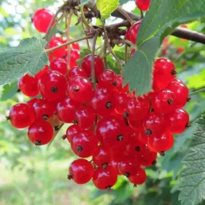 Смородина красная КРАСНАЯ АНДРЕЙЧЕНКО в Бресте