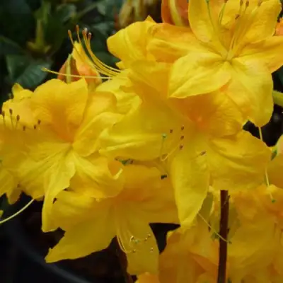 Азалия ЛИМЕТТА листопадная в Бресте