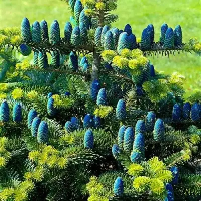 Пихта корейская  в Бресте