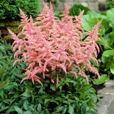 Астильба БРЕССИНГЕМ БЬЮТИ Арендса в Бресте