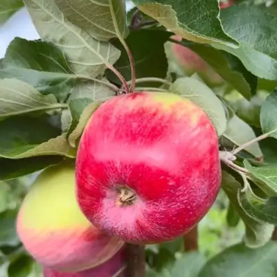 Яблоня АРБАТ колонновидная в Бресте