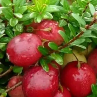 Клюква ХОЛЬШТАЙН в Бресте