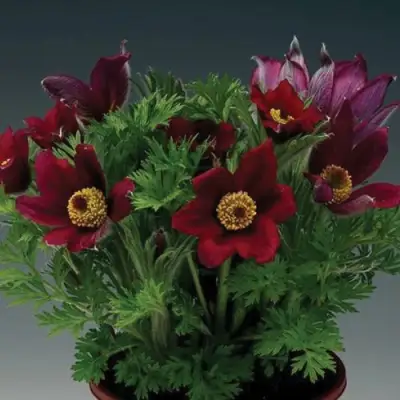 Прострел ПИНВИЛ РЕД ШЕЙДЕС в Бресте