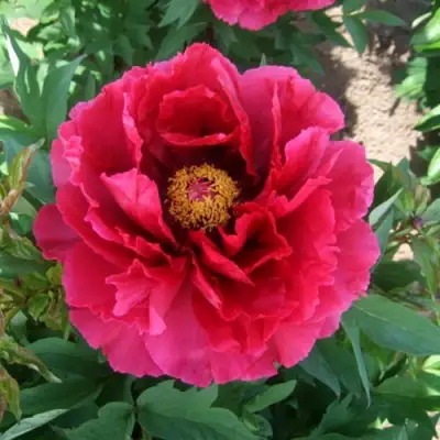 Пион КРАСНЫЙ ГИГАНТ древовидный в Бресте