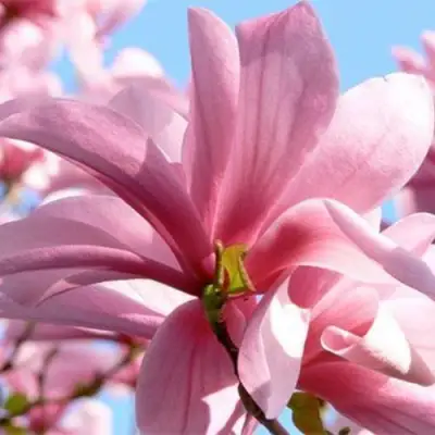 Магнолия ГАЛАКСИ в Бресте