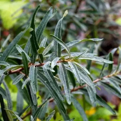 Облепиха АДАМ (МУЖСКАЯ) в Бресте