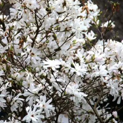 Магнолия СТЕЛЛАТА в Бресте