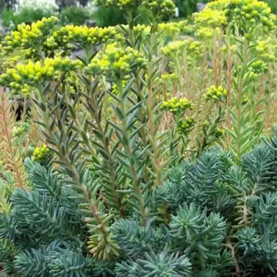 Очиток (седум) отогнутый в Бресте