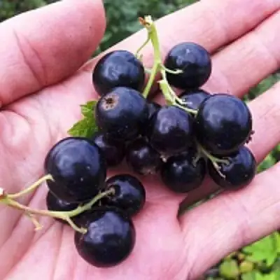 Смородина чёрная ГЕРКУЛЕС в Бресте