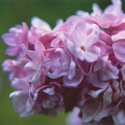 Сирень КАТЕРИНА ХАВЕМЕЙЕР в Бресте