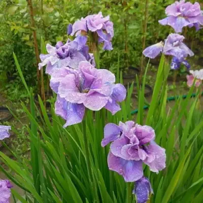 Ирис ХЭВИНГ ФАН сибирский в Бресте