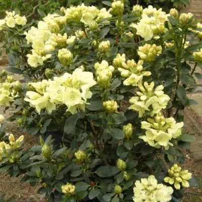 Рододендрон ГОЛДКРОН в Бресте