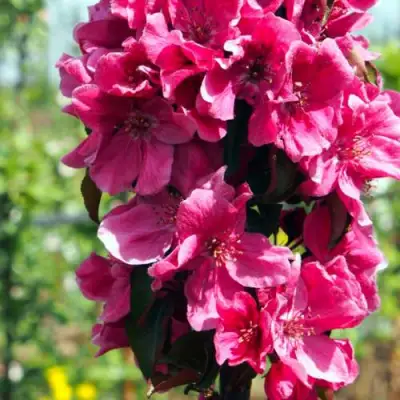 Яблоня МАЛИНОВОЕ ОЖЕРЕЛЬЕ колонновидная в Бресте