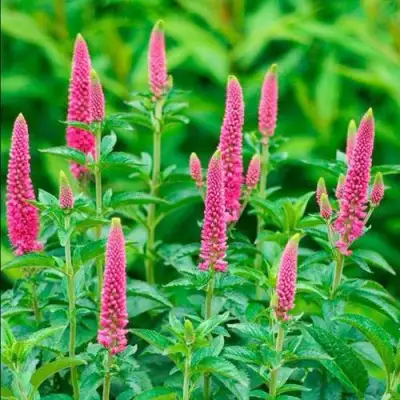 Вероника РОНИКА ФУКСИЯ в Бресте