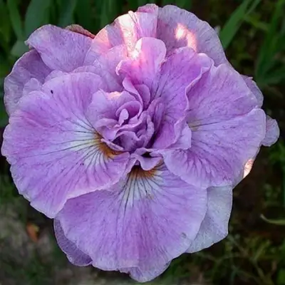 Ирис ИМПЕРИАЛ ОПАЛ сибирский в Бресте