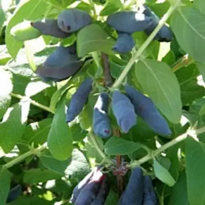 Жимолость съедобная НИМФА (ГАММА) в Бресте