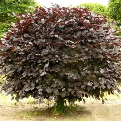 Бук лесной АТРОПУНИЦЕА в Бресте