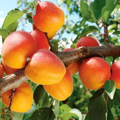 Абрикос ТРИУМФ СЕВЕРНЫЙ в Бресте