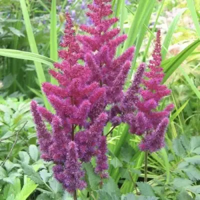 Астильба КАРАОКЕ ПАРТИ китайская в Бресте